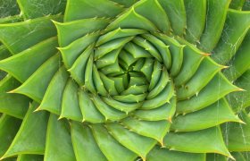 Aloes - "stara" roślina - współczesne zastosowania