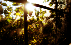 Witamina D – nieznana witamina