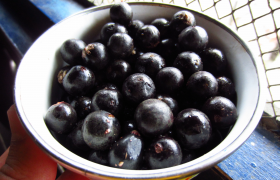 Owoc Acai – przepisy