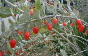 Owoc GOJI – przepisy