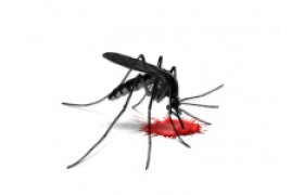Uciążliwi towarzysze lata - jak przeciwdziałać komarom, kleszczom i innym insektom?