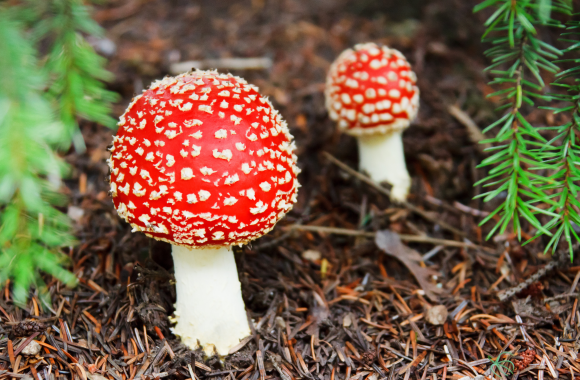 8 sposobów jak uniknąć zatrucia pokarmowego