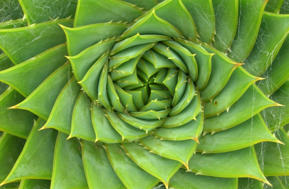 Aloes - "stara" roślina - współczesne zastosowania