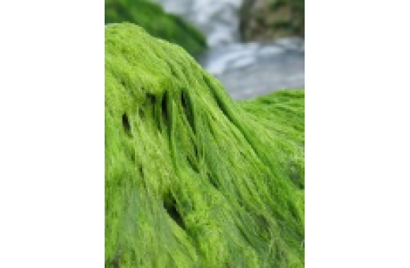 Dlaczego warto zażywać spirulinę?