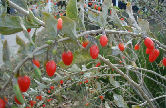 Owoc GOJI – przepisy