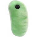 MIKROBY - MASKOTKA GRYPA (ORTHOMYXOVIRUS)