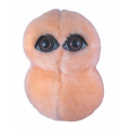 MIKROBY - MASKOTKA ZAPALENIE PŁUC (STREPTOCOCCUS PNEUMONIAE)