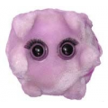 Mikroby, Maskotka Mononukleoza (Epstein-Barr Vir)