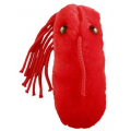 MIKROBY - MASKOTKA TYFUS (SALMONELLA TYPHI)