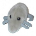 Mikroby - Maskotka roztocze (Dermatophagoides Pteronyssinus)