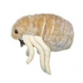 Mikroby, Maskotka Pchła (Ctenocephalides Felis)