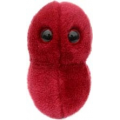 MIKROBY - MASKOTKA ANGINA (STREPTOCOCCUS)