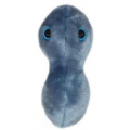 MIKROBY - MASKOTKA RZEŻĄCZKA (NEISSERIA GONORRHOEAE)