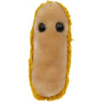 MIKROBY - MASKOTKA CZERWONKA (SHIGELLA)