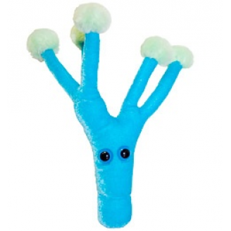 MIKROBY - MASKOTKA PĘDZLAK PENICYLINY (PENICILLIUM CHRYSOGENUM)