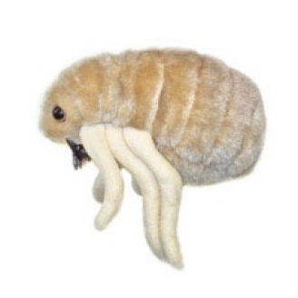 Mikroby, Maskotka Pchła (Ctenocephalides Felis)
