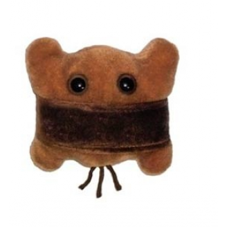 MIKROBY - MASKOTKA OKRZEMKA (BIDDULPHIA)
